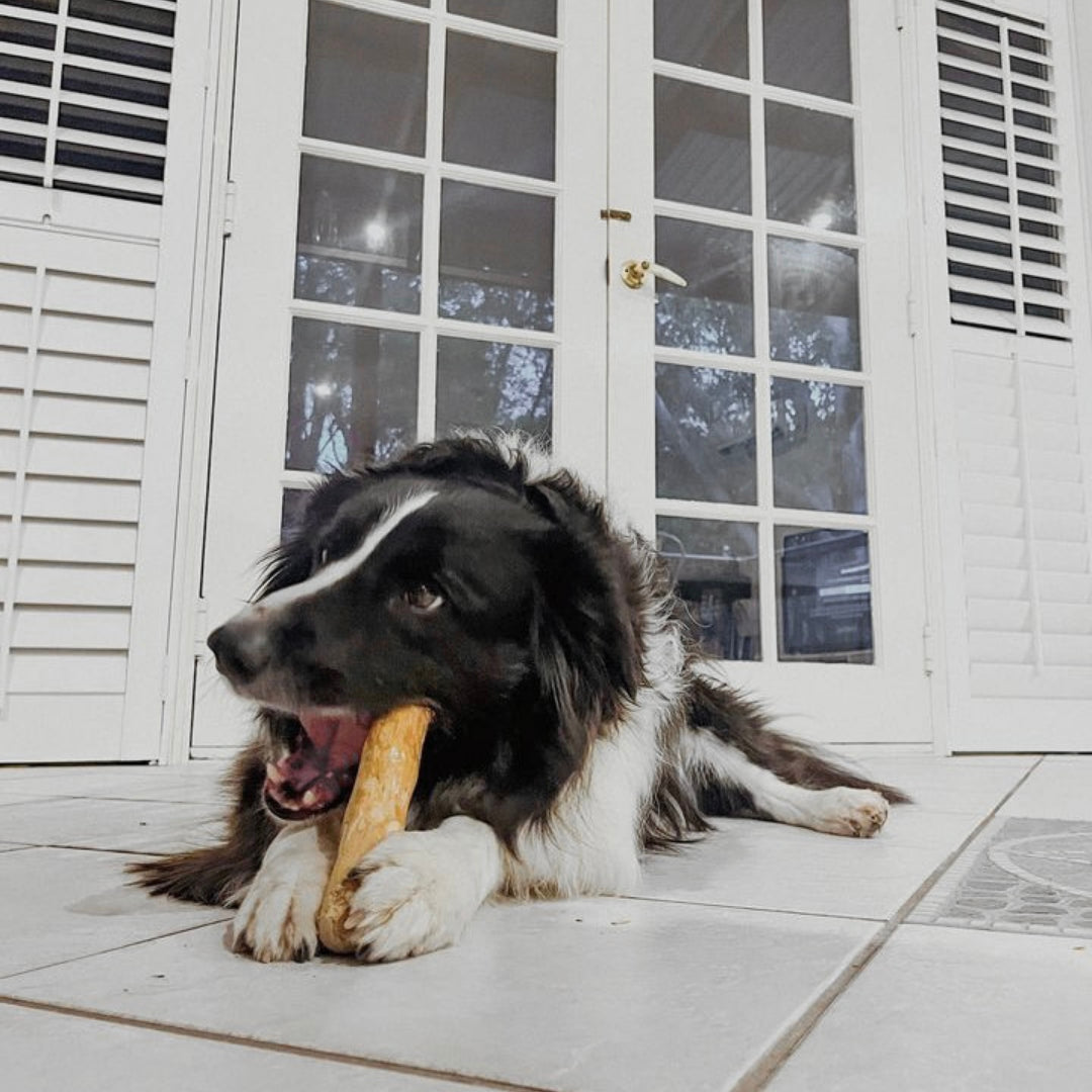Sustainable Coffee Wood Chew Toys